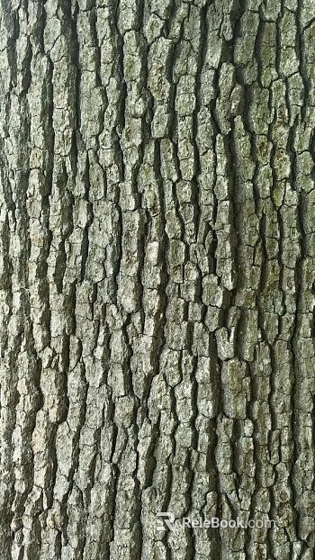old bark texture
