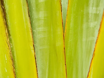 leaves texture (ID:ffaag56432)