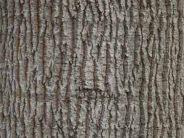bark texture (ID:ffabg60868)