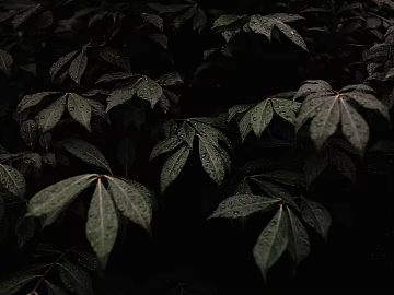 leaves texture (ID:ffaeg33508)