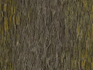 bark texture (ID:ffach558816)