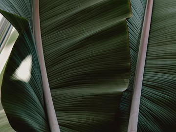 Plant painting texture (ID:ffabg97482)