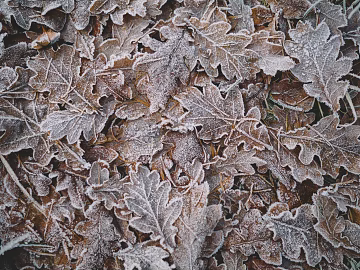 leaves texture (ID:ffaeg73508)