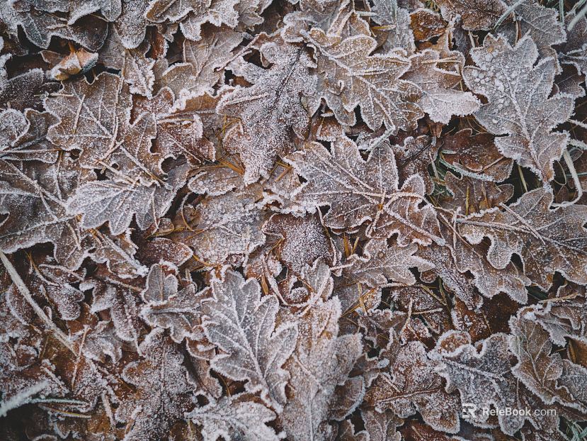 leaves texture