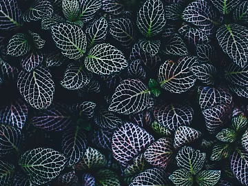 leaves texture (ID:ffaeg19958)