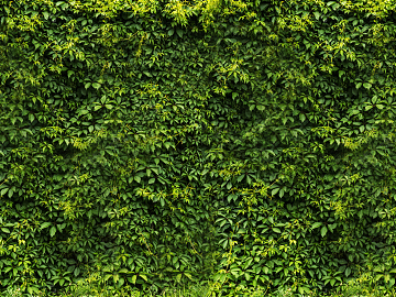 Parthenocissus texture (ID:ffacg02982)