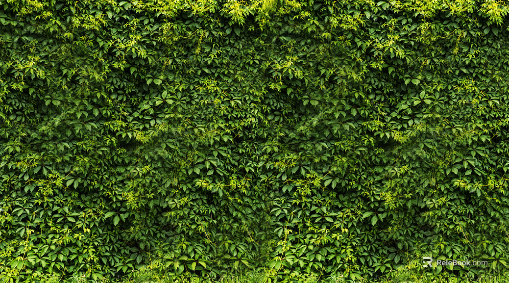 Parthenocissus texture