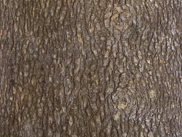 bark texture (ID:ffagg38033)