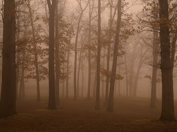 Dark Brown Mist Forest Exterior Map texture (ID:ffaeh212089)