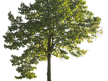 Trees Autumn Trees Big Trees Small Trees Commercial Trees Roadside Trees Community Greening texture (ID:ffach614443)