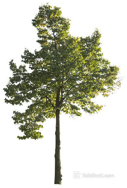 Trees Autumn Trees Big Trees Small Trees Commercial Trees Roadside Trees Community Greening texture