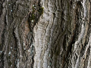 bark texture (ID:ffabg12829)