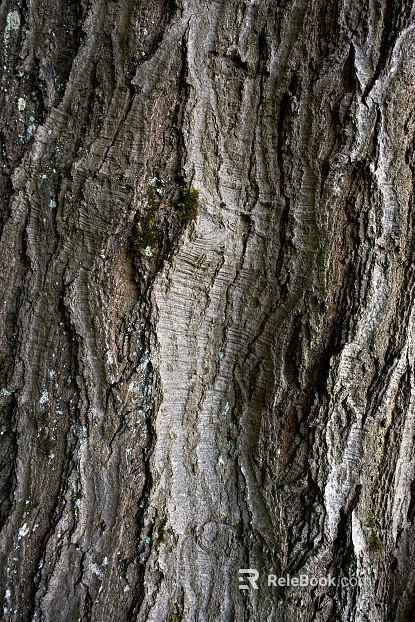 bark texture
