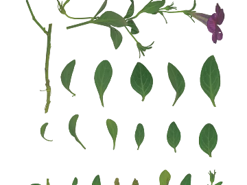 leaves texture (ID:ffajg18725)