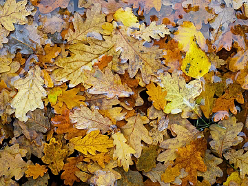 leaves texture (ID:ffagg66673)
