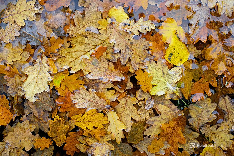 leaves texture