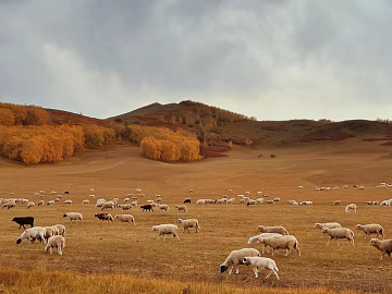 Autumn grassland cattle and sheep photography texture (ID:ffach703918)
