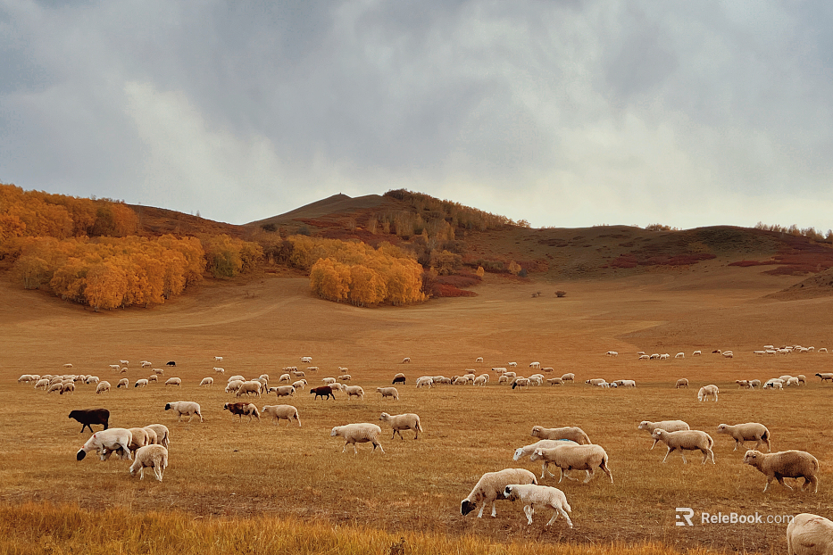Autumn grassland cattle and sheep photography texture