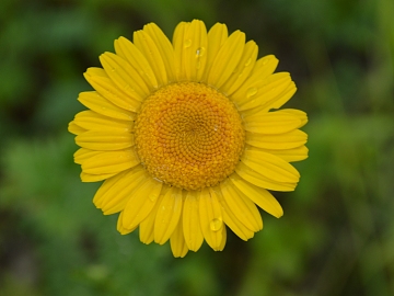 Flowers texture (ID:ffacg06477)