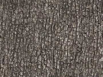 bark texture (ID:ffacg17365)
