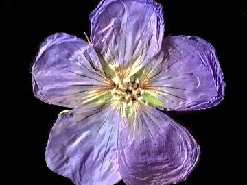 Flowers texture (ID:ffaag13566)