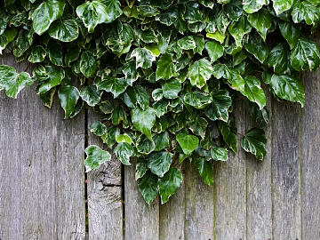 leaves texture (ID:ffabg30548)