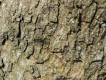 bark texture (ID:ffabg19193)