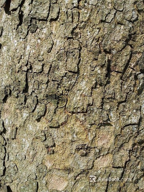 bark texture