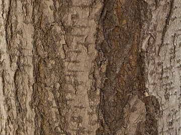 bark texture (ID:ffabg65015)