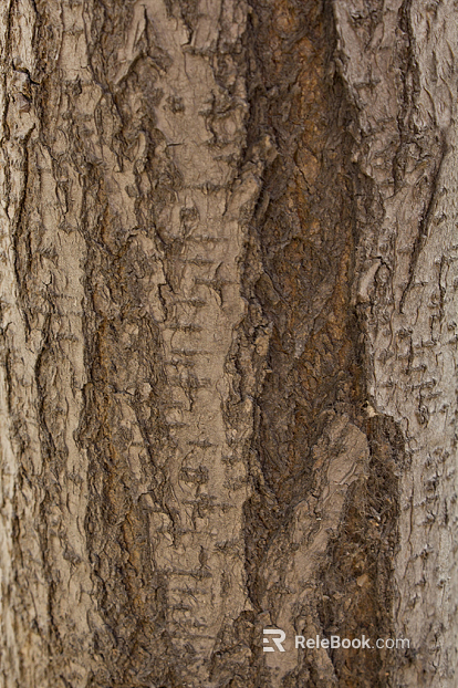 bark texture
