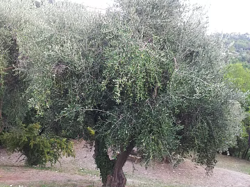Tree 3d model