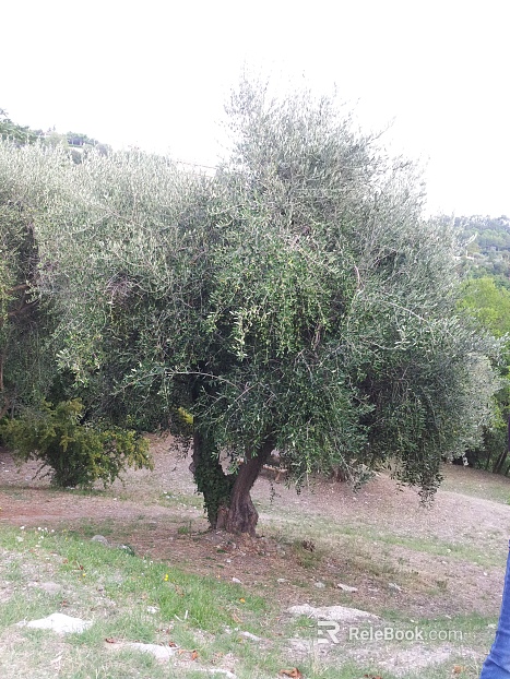 Tree texture