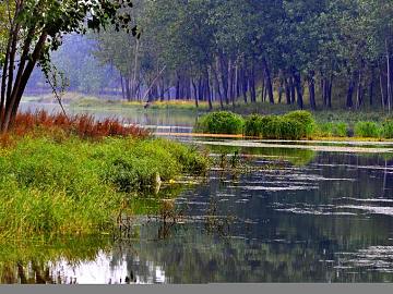 Wild Scenery texture (ID:ffabg41723)