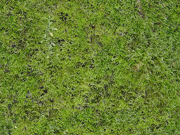 moss texture (ID:ffhbd05)