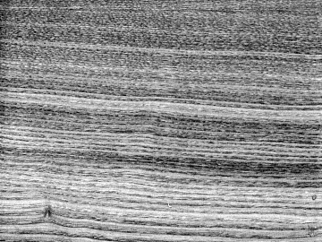 Plain pattern carpet texture (ID:ffaeg25578)