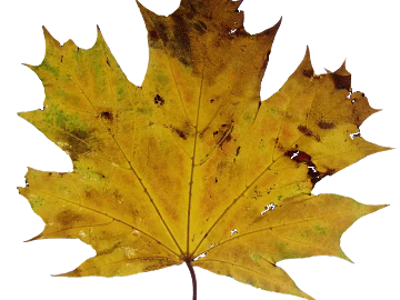 leaves texture (ID:ffach072790)