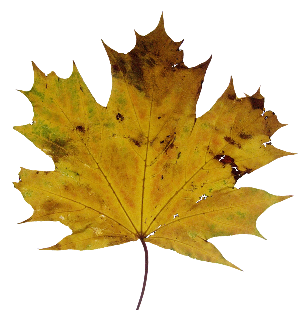leaves texture