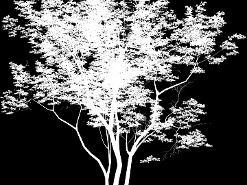 black and white tree shadow texture (ID:ffaag00966)