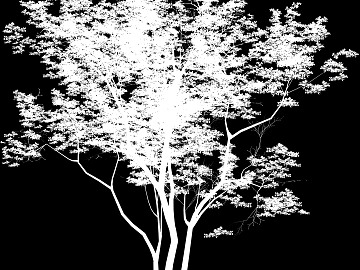 black and white tree shadow texture (ID:ffaag00966)