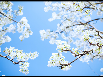 Flowers texture (ID:ffagg55071)