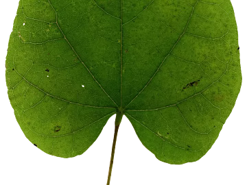 Green broad-leaved plant leaf natural decoration texture (ID:ffaeh764279)