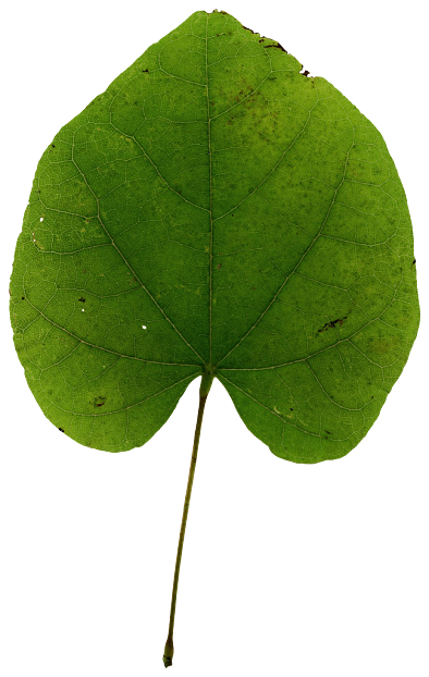 Green broad-leaved plant leaf natural decoration texture