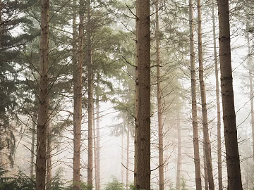 Wild Scenery 3d model