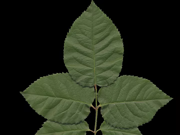 leaves texture (ID:ffajg03250)