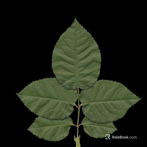 leaves texture