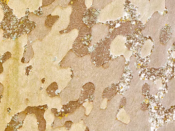 bark texture (ID:ffabg96997)