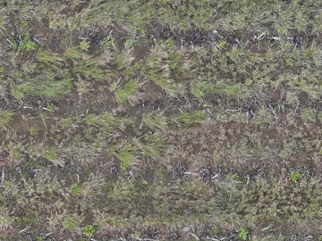Turf ground texture (ID:ffaaf2110)