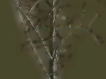 Trunk texture (ID:ffajg80467)