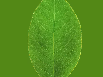 leaves texture (ID:ffaag68314)