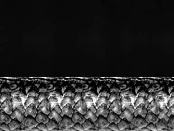 Black and White Snake Scales Animal Skin Map texture (ID:ffaeh885041)